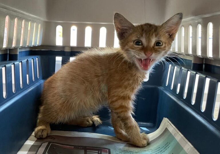 multimedia-foto79300-311-1