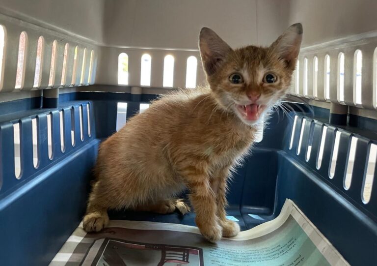 multimedia-foto79301-311-1