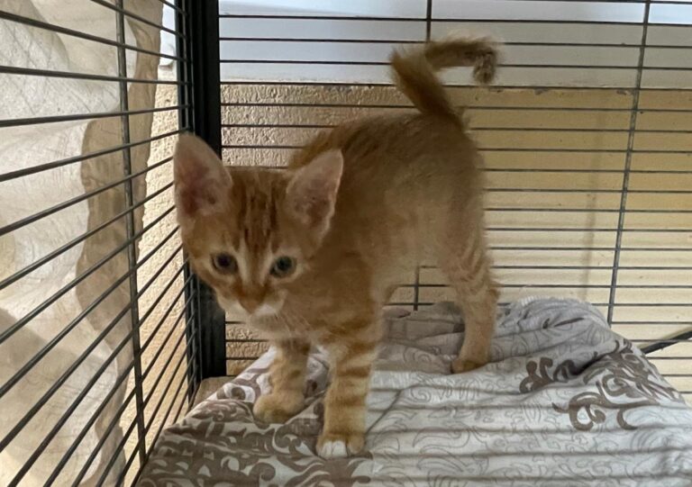 multimedia-foto79302-312-1