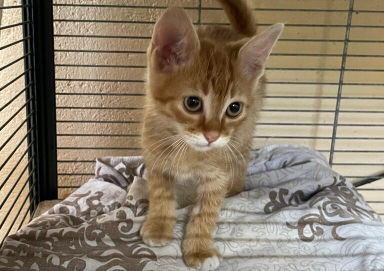 multimedia-foto79303-312-1