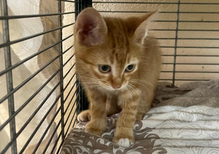 multimedia-foto79304-312-1