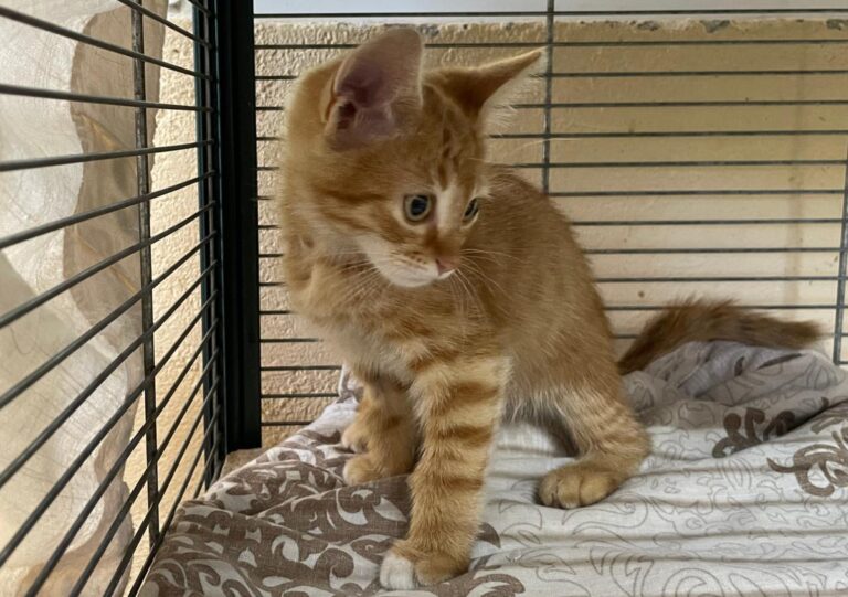 multimedia-foto79305-312-1