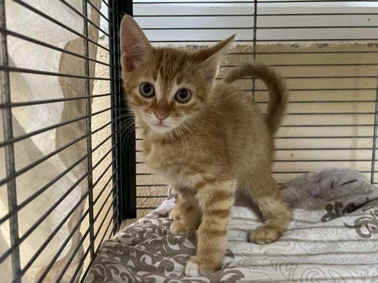 multimedia-foto79306-312-1