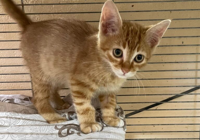 multimedia-foto79307-313-1