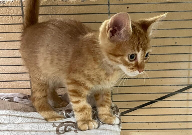 multimedia-foto79308-313-1