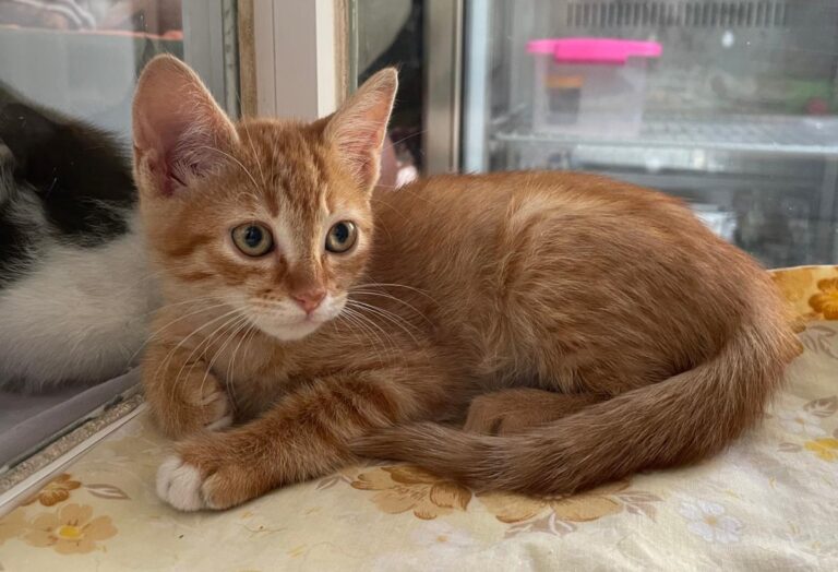 multimedia-foto79311-431-1