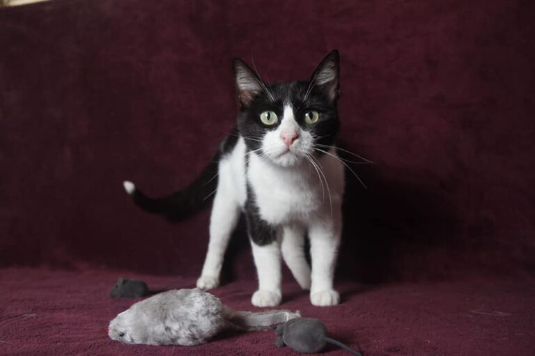 multimedia-foto79328-536-1