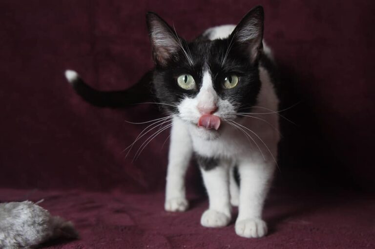 multimedia-foto79329-536-1