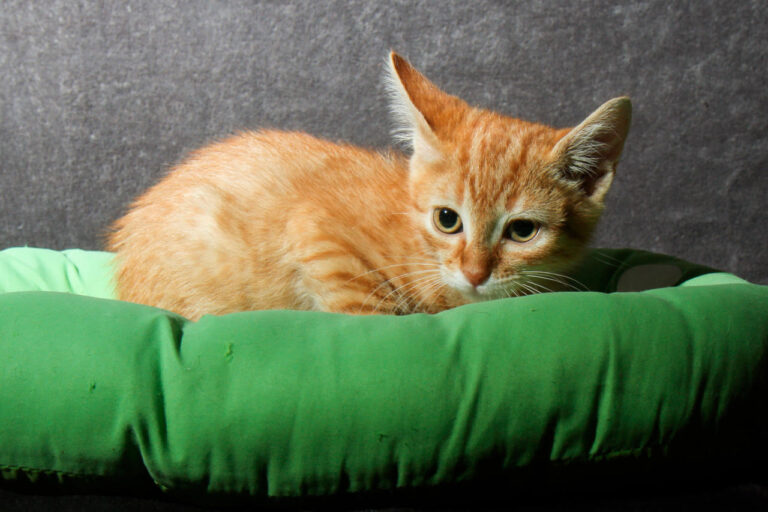 multimedia-foto79340-562-1