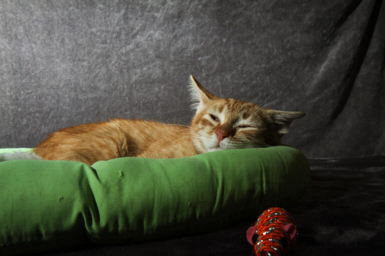 multimedia-foto79341-563-1