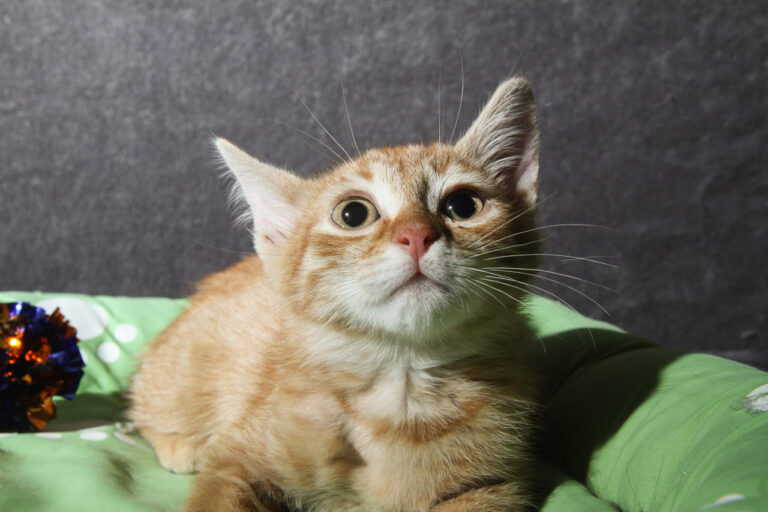 multimedia-foto79342-563-1