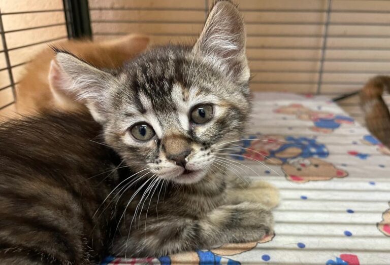 multimedia-foto79353-793-1