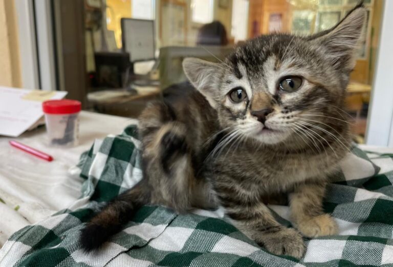 multimedia-foto79354-793-1