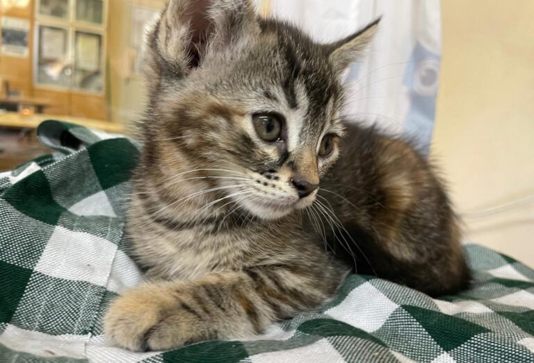 multimedia-foto79355-793-1