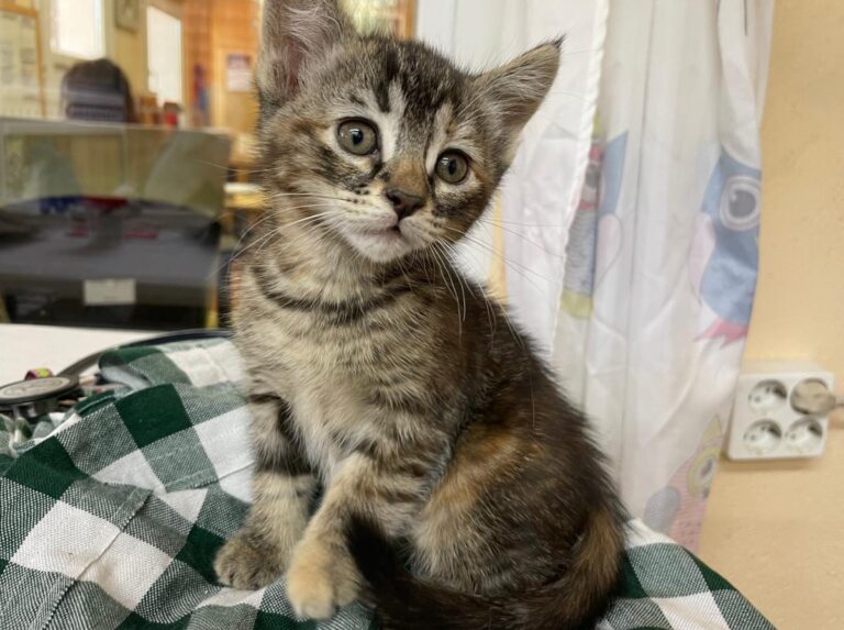 multimedia-foto79358-794-1