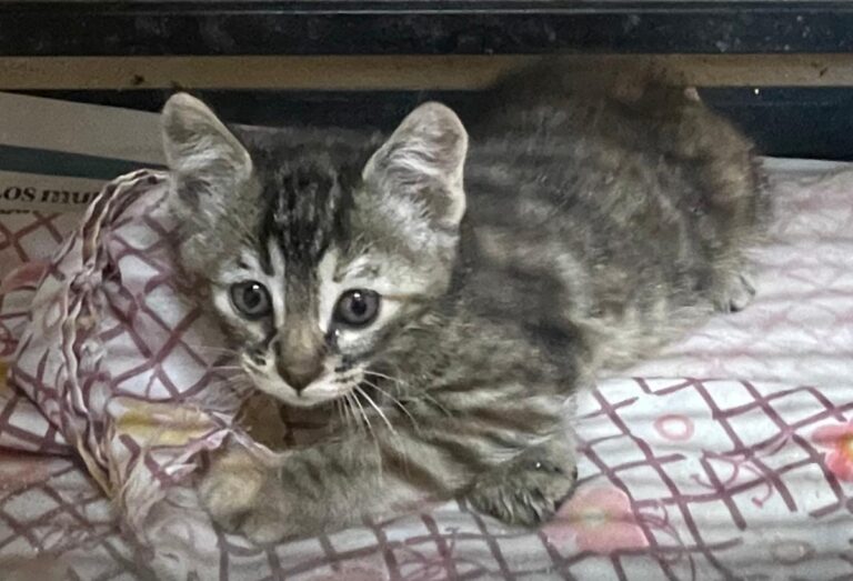 multimedia-foto79359-794-1