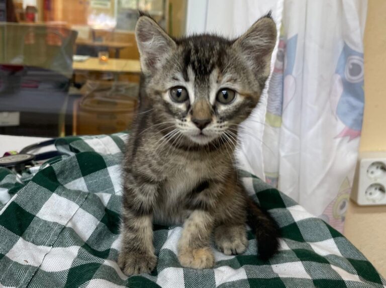 multimedia-foto79361-794-1