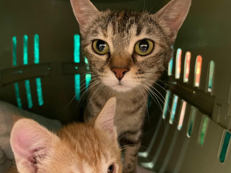 multimedia-foto79382-146-1