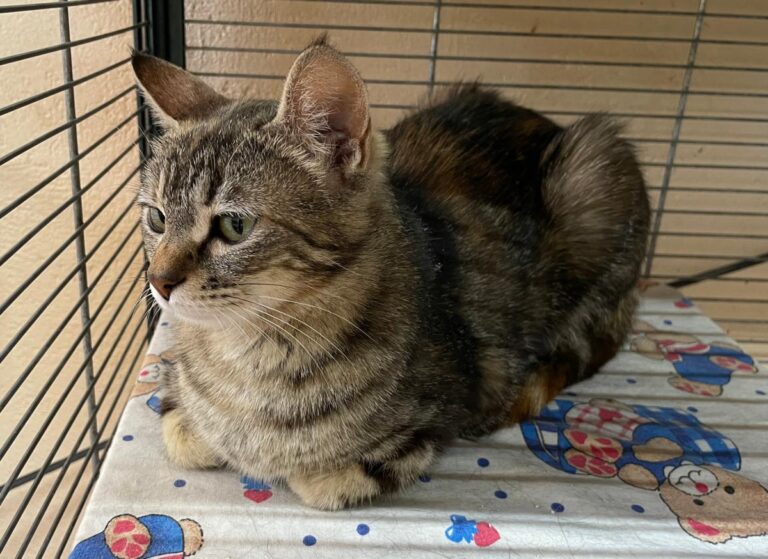 multimedia-foto79383-146-1