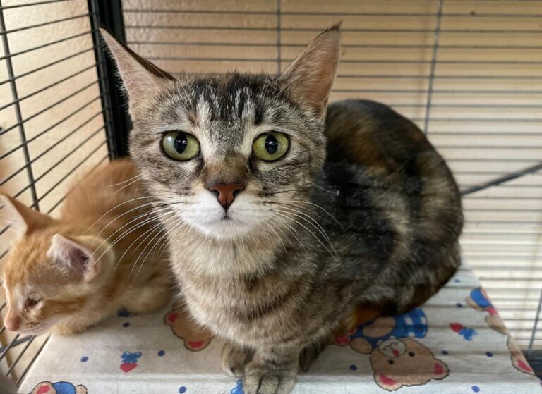 multimedia-foto79384-146-1