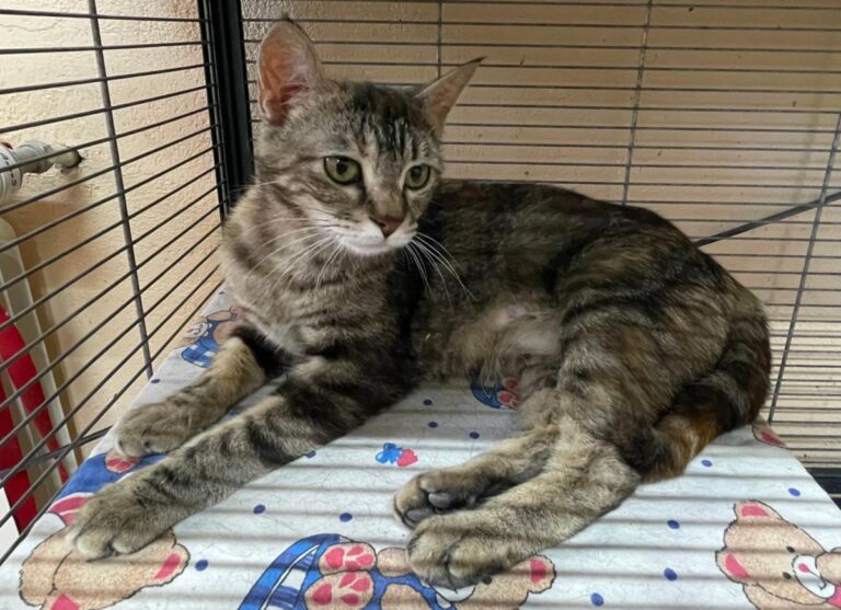 multimedia-foto79386-147-1