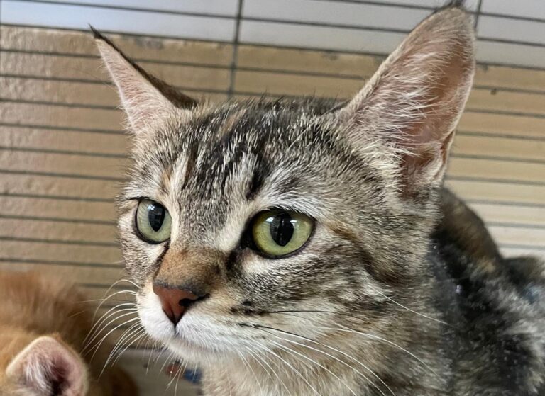 multimedia-foto79390-148-1