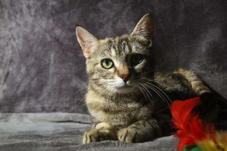 multimedia-foto79395-390-1