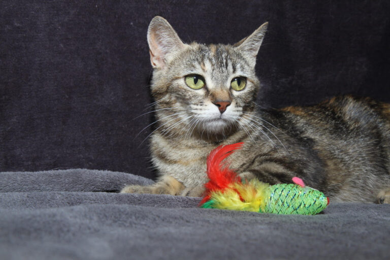 multimedia-foto79396-390-1