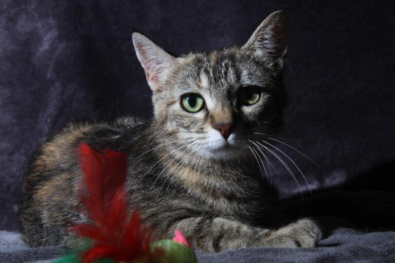 multimedia-foto79398-390-1