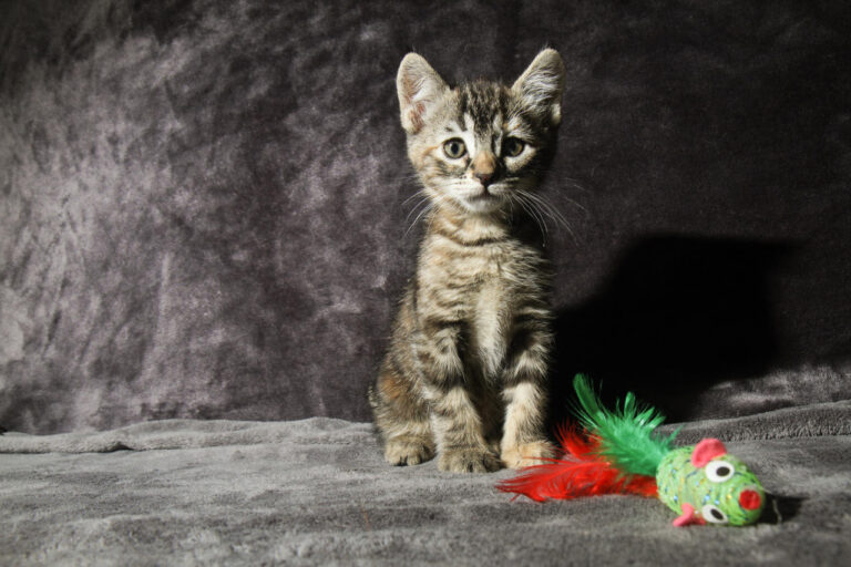 multimedia-foto79399-438-1