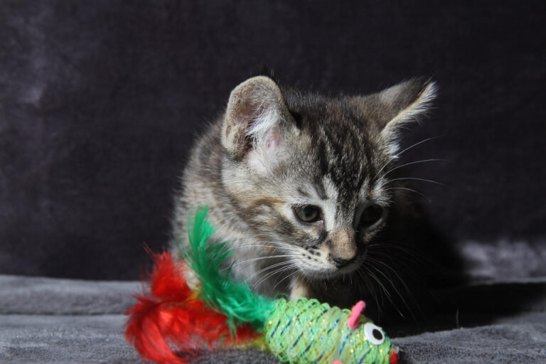 multimedia-foto79400-438-1