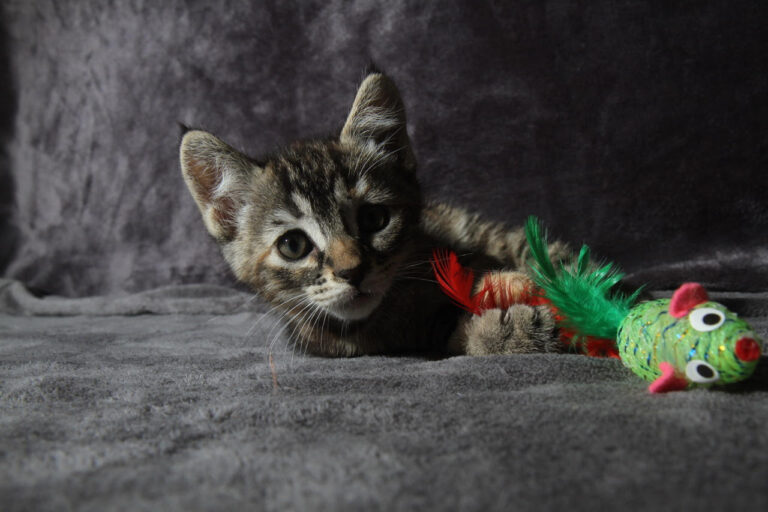 multimedia-foto79401-438-1