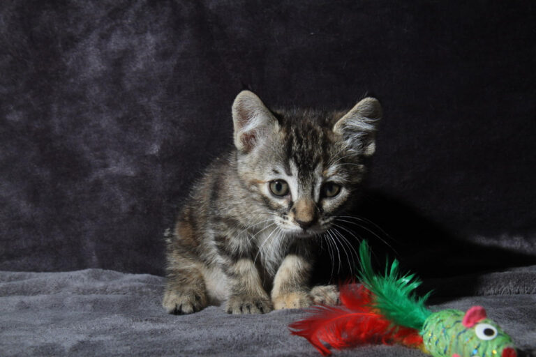 multimedia-foto79402-438-1