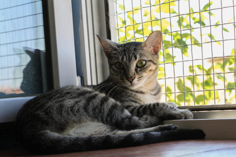 multimedia-foto79406-565-1