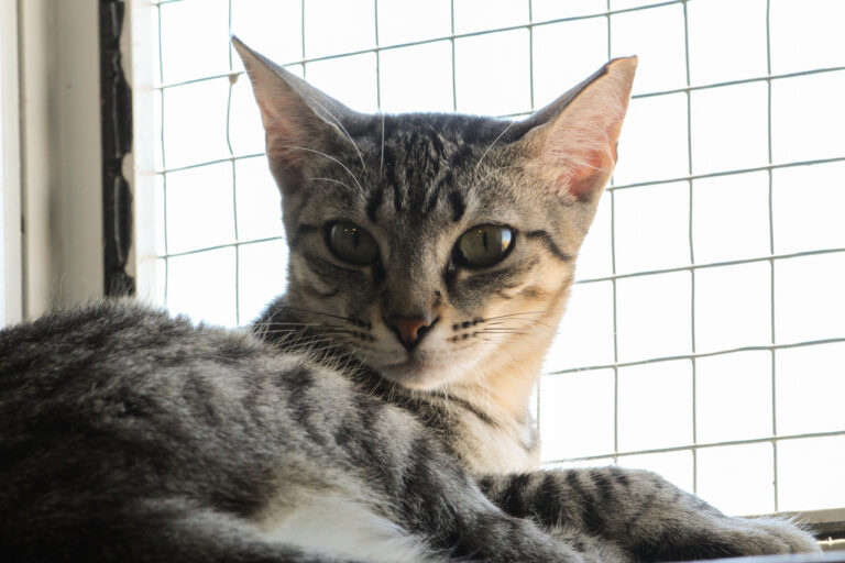 multimedia-foto79408-565-1