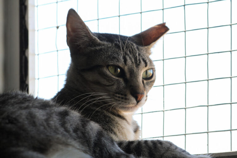 multimedia-foto79409-565-1