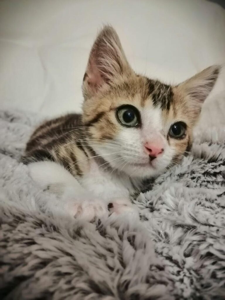 multimedia-foto79418-355-1