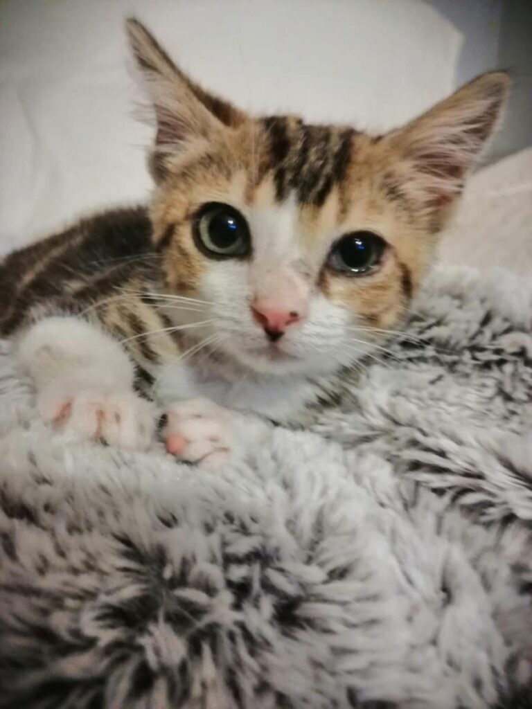 multimedia-foto79419-355-1