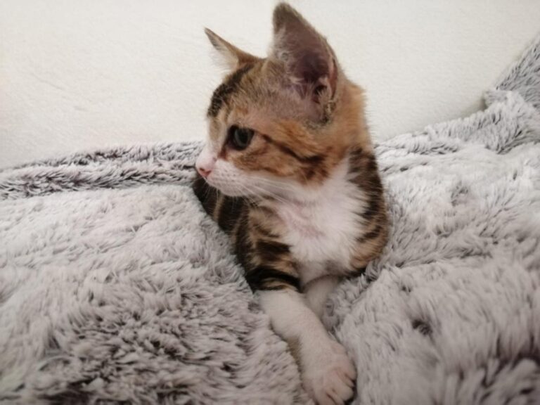 multimedia-foto79420-216-1