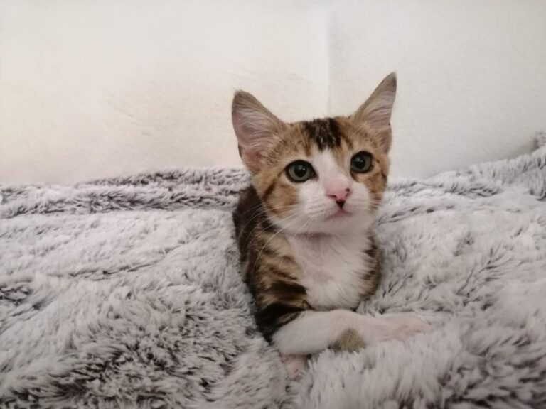 multimedia-foto79421-216-1