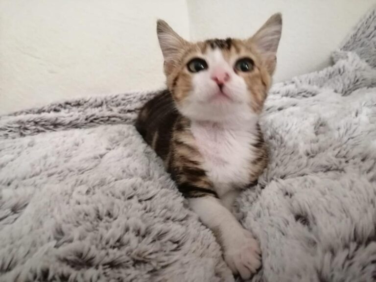 multimedia-foto79422-216-1