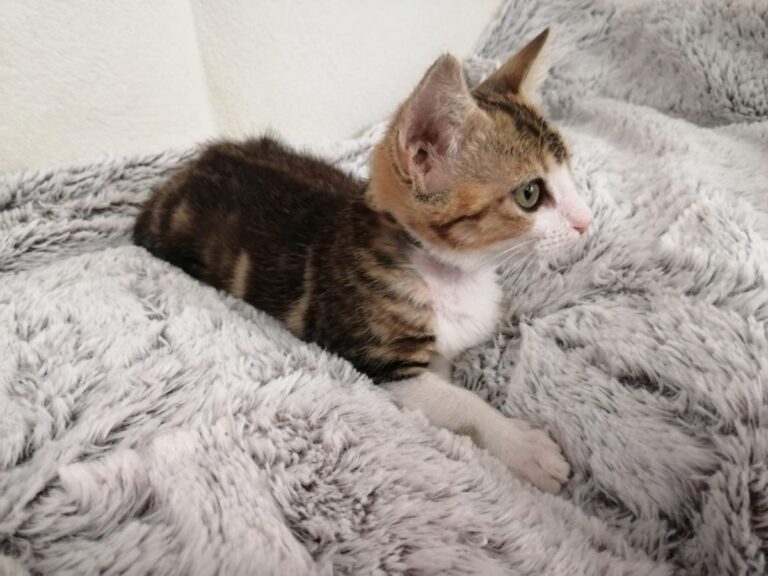 multimedia-foto79423-216-1