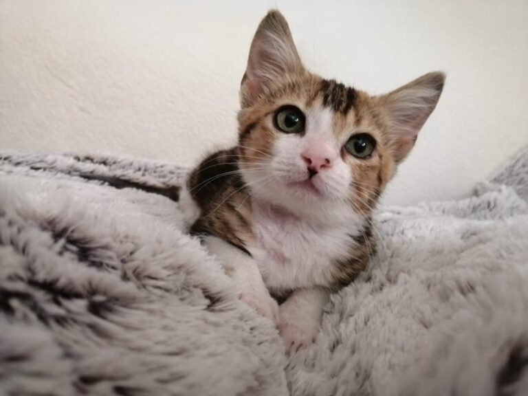 multimedia-foto79425-217-1