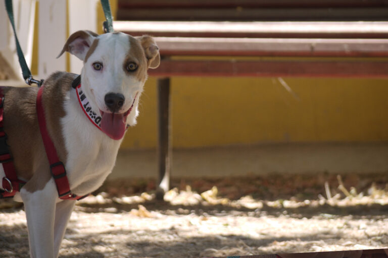 multimedia-foto79533-482-1