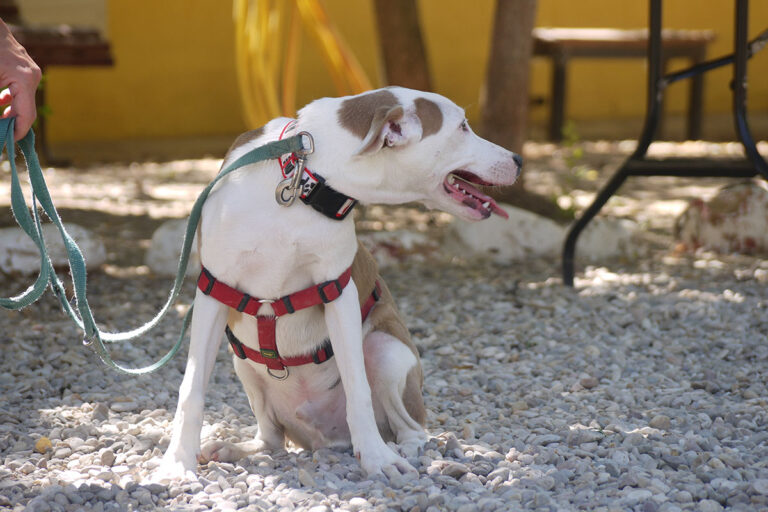 multimedia-foto79535-483-1