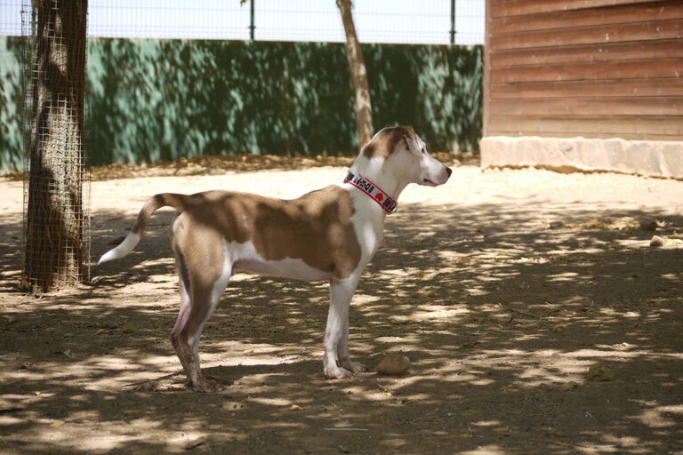 multimedia-foto79539-483-1