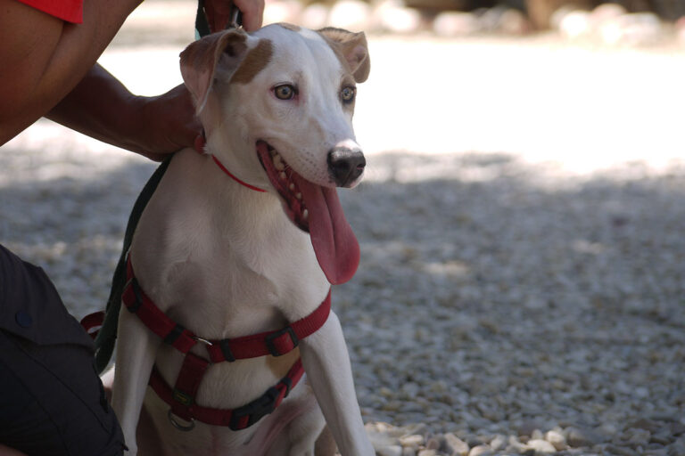 multimedia-foto79540-484-1