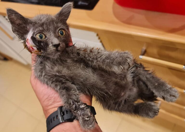 multimedia-foto79589-101-1