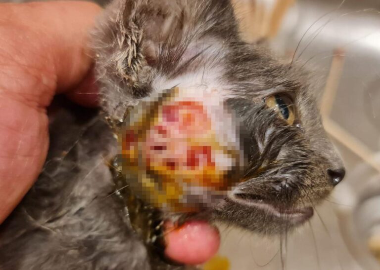 multimedia-foto79590-102-1