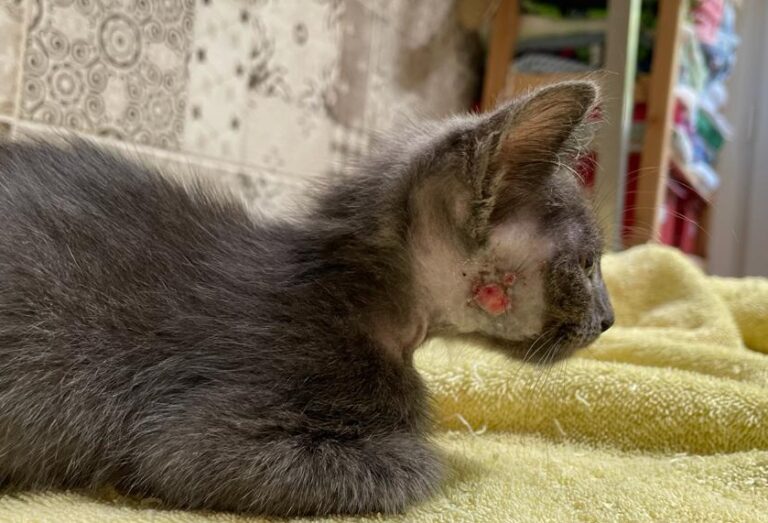 multimedia-foto79591-102-1